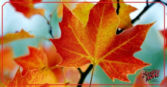 Close up of fall leaves with blue/green background.