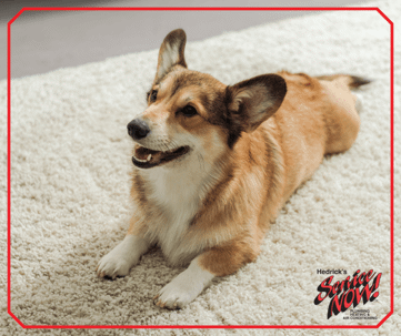 Picture of Corgi on Carpet