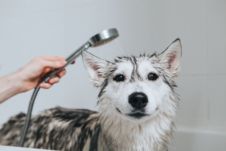 Picture of dog in bath